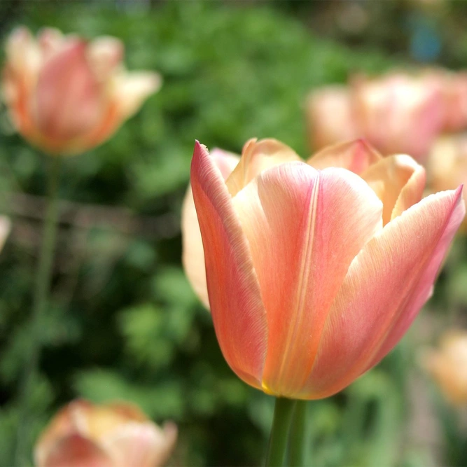 Flower Bulbs - 10 Tulip Apricot Foxx - image 1