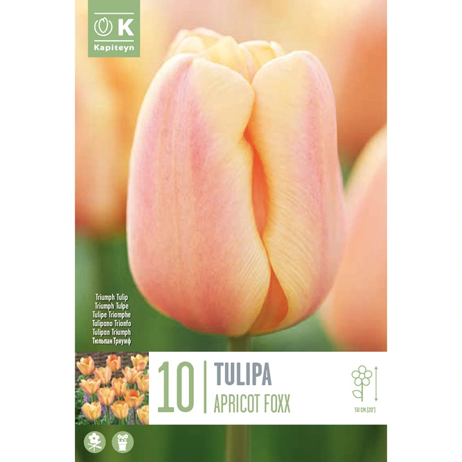 Flower Bulbs - 10 Tulip Apricot Foxx - image 2