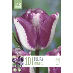Flower Bulbs - 10 Tulip Hotpants