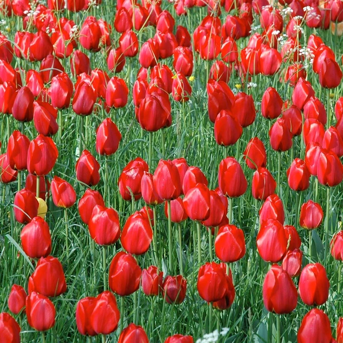 Flower Bulbs - 10 Tulip Kingsblood - image 2