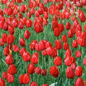 Flower Bulbs - 10 Tulip Kingsblood - image 2
