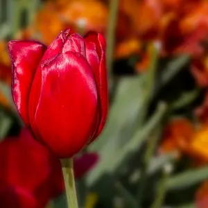 Flower Bulbs - 10 Tulip Kingsblood - image 1