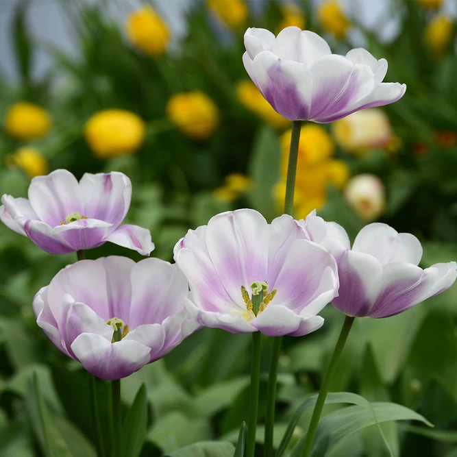 Flower Bulbs - 10 Tulip Librije - image 1