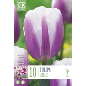 Flower Bulbs - 10 Tulip Librije - image 2