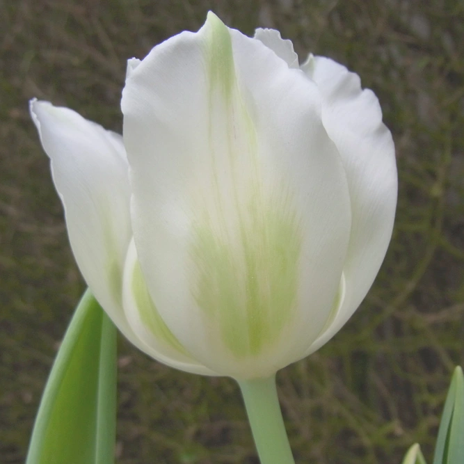 Flower Bulbs - 10 Tulip Purissima - image 1