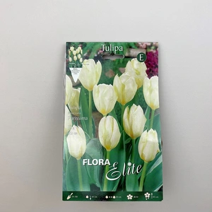 Flower Bulbs - 10 Tulip Purissima - image 2