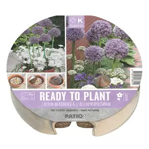Flower Bulbs - 19 Plant-O-Mat Allium