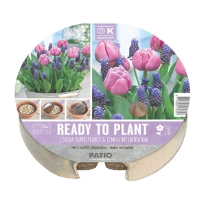 Flower Bulbs - 19 Plant-O-Mat Tulip & Muscari