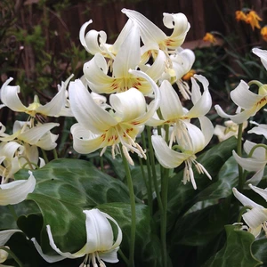 Flower Bulbs - 2 Erythronium californicum 'White Beauty' - image 1