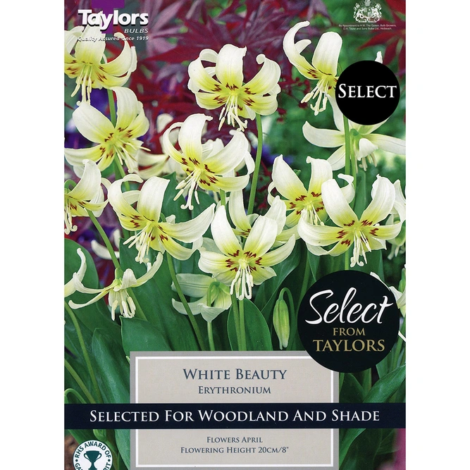Flower Bulbs - 2 Erythronium californicum 'White Beauty' - image 2