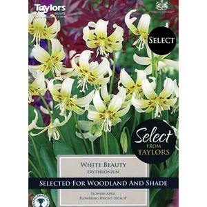 Flower Bulbs - 2 Erythronium californicum 'White Beauty' - image 2