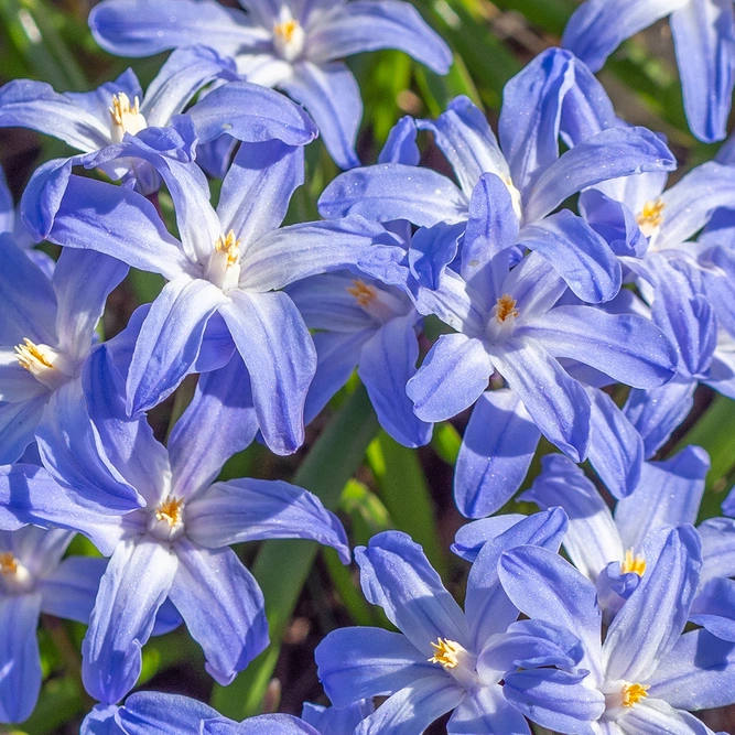 Flower Bulbs - 20 Chionodoxa Luciliae - image 1