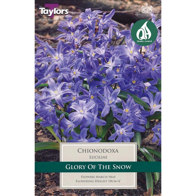 Flower Bulbs - 20 Chionodoxa Luciliae - image 2
