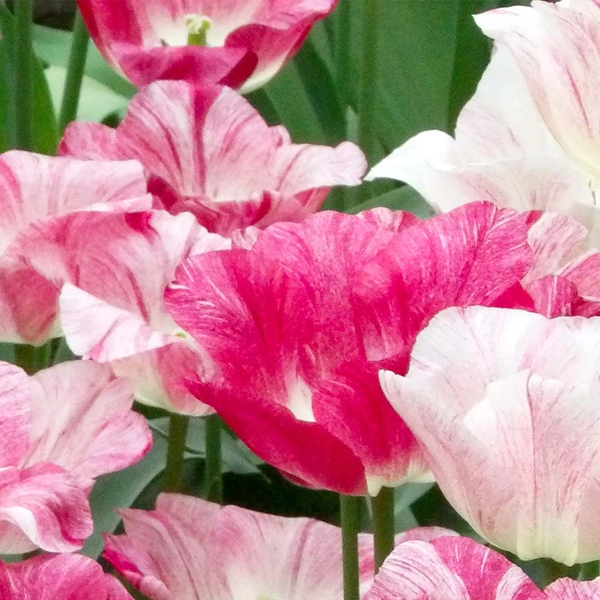 Flower Bulbs - 20 Tulip Hemisphere - image 1