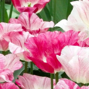 Flower Bulbs - 20 Tulip Hemisphere - image 1