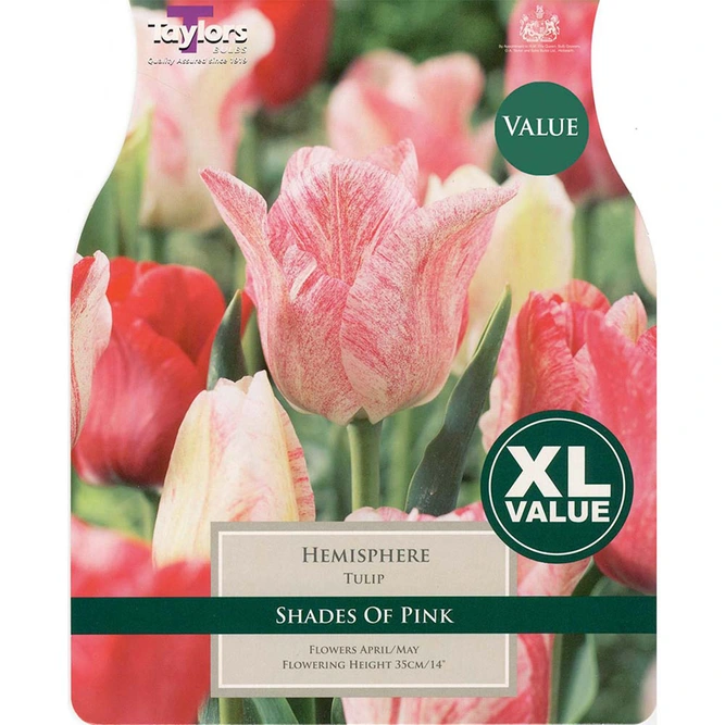 Flower Bulbs - 20 Tulip Hemisphere - image 2