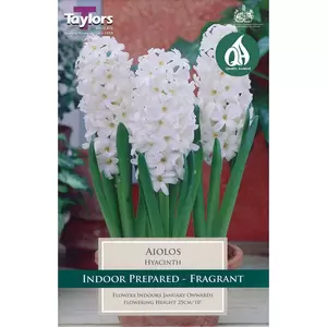 Flower Bulbs - 3 Hyacinth Ailos