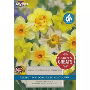 Flower Bulbs - 30 GG 4 Months Of Daffodils