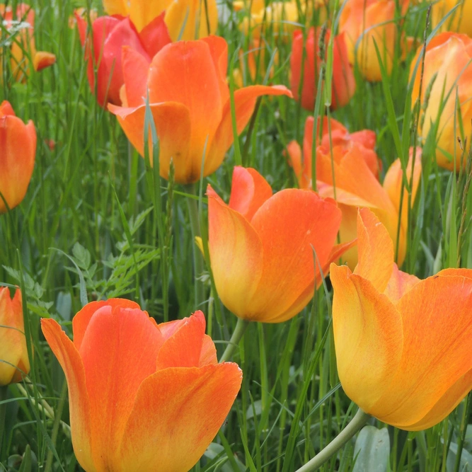 Flower Bulbs - 30 Shades Of Colour Tulip Orange - image 1