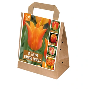 Flower Bulbs - 30 Shades Of Colour Tulip Orange - image 2