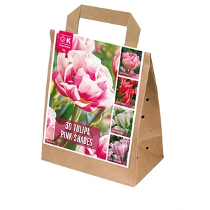 Flower Bulbs - 30 Shades Of Colour Tulip Pink