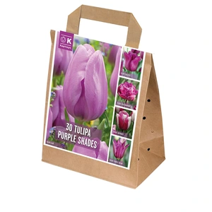 Flower Bulbs - 30 Shades Of Colour Tulip Violet