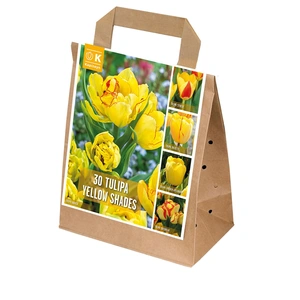 Flower Bulbs - 30 Shades Of Colour Tulip Yellow