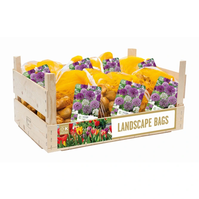 Flower Bulbs - 40 Allium Bag Mix - image 2