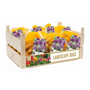 Flower Bulbs - 40 Allium Bag Mix - image 2