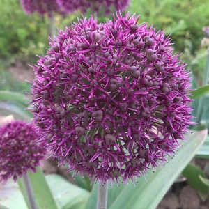 Flower Bulbs - 5 Allium Ostara - image 1