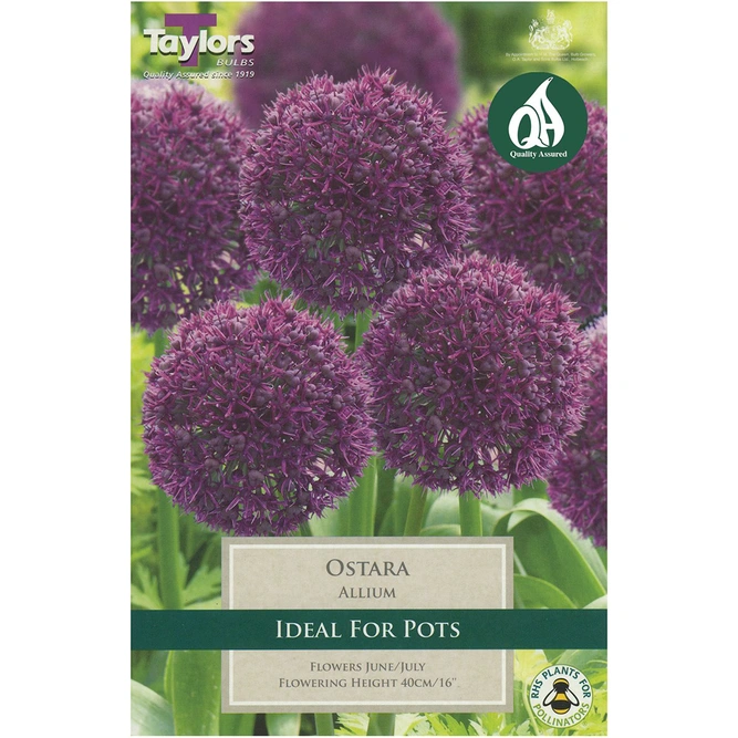 Flower Bulbs - 5 Allium Ostara - image 2