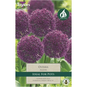 Flower Bulbs - 5 Allium Ostara - image 2