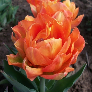 Flower Bulbs - 5 Tulip Orca - image 1
