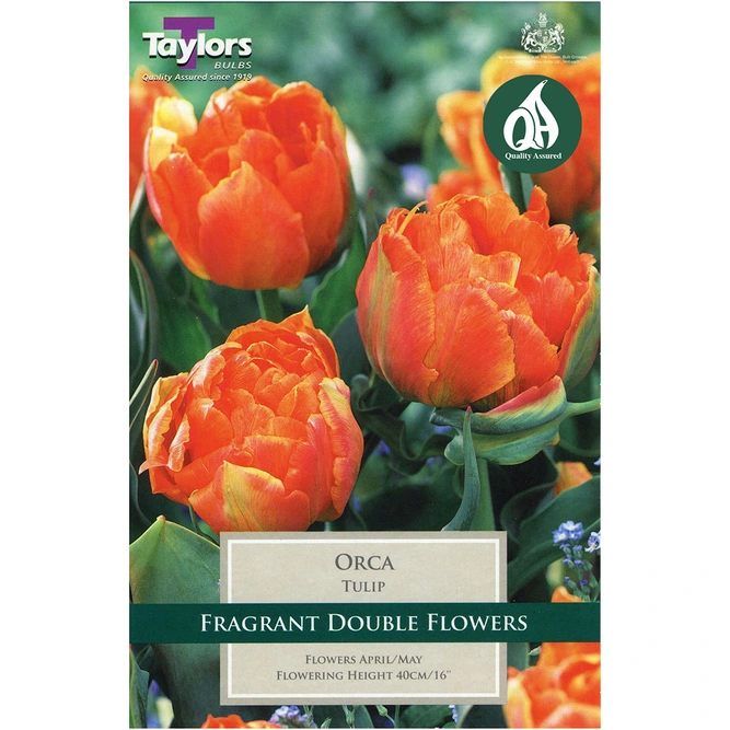 Flower Bulbs - 5 Tulip Orca - image 2