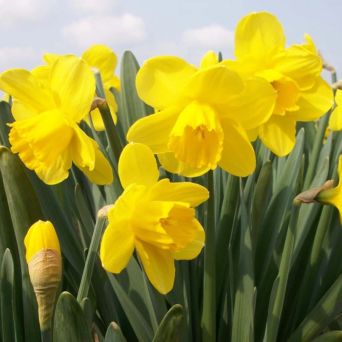 Flower Bulbs - 6 Narcissus Camelot - image 1