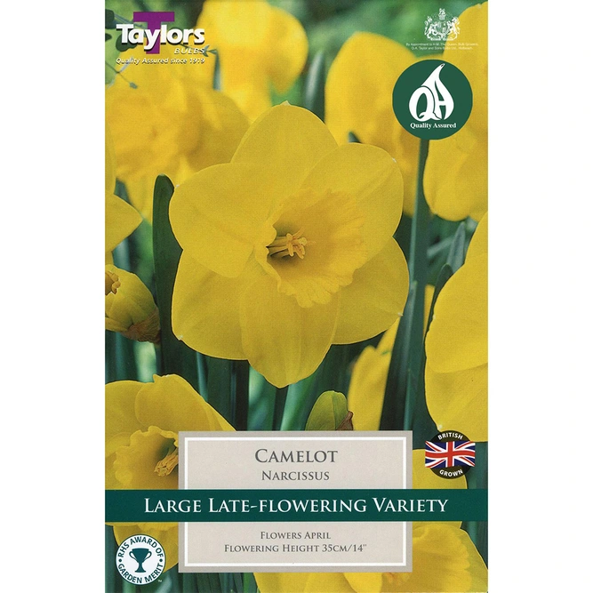 Flower Bulbs - 6 Narcissus Camelot - image 2