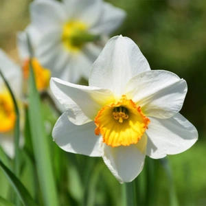 Flower Bulbs - 6 Narcissus Verger - image 1