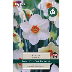 Flower Bulbs - 6 Narcissus Verger - image 2