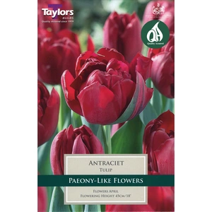 Flower Bulbs - 6 Tulip Antraciet - image 2