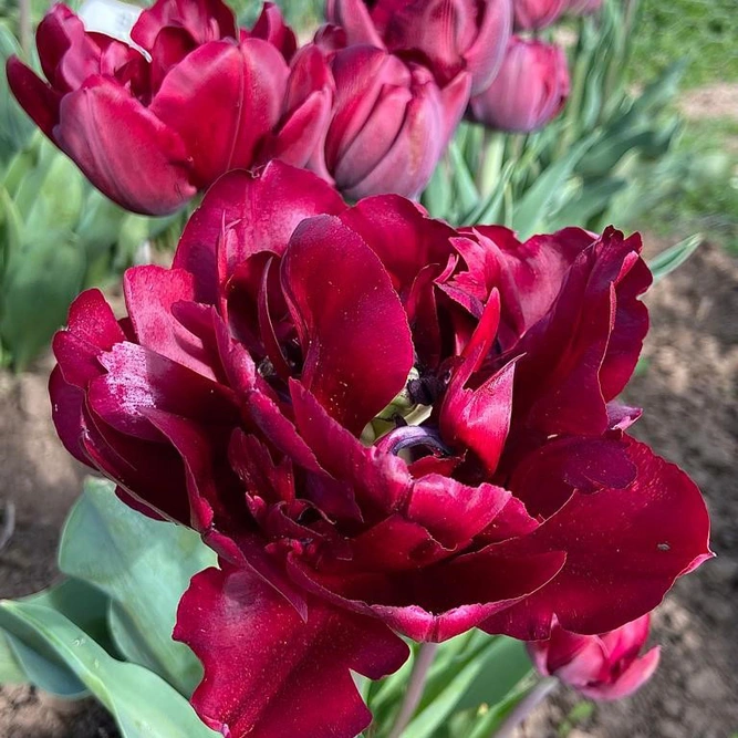 Flower Bulbs - 6 Tulip Antraciet - image 1