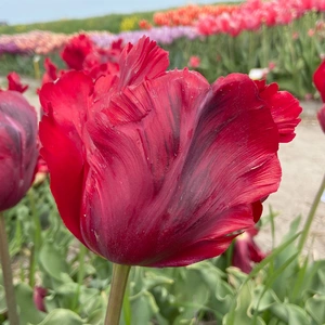 Flower Bulbs - 6 Tulip Shinning Parrot - image 1