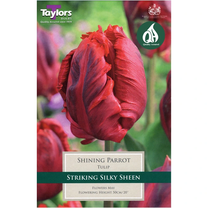 Flower Bulbs - 6 Tulip Shinning Parrot - image 2