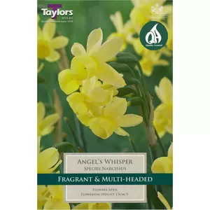Flower Bulbs - 7 Narcissus Angels Whisper