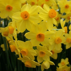 Flower Bulbs - 7 Narcissus Grand Soleil D'or - image 1