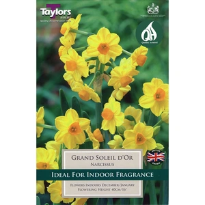 Flower Bulbs - 7 Narcissus Grand Soleil D'or - image 2