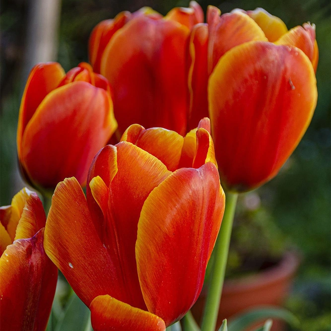 Flower Bulbs - 7 Tulip Devenish - image 1