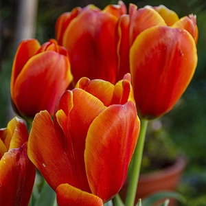 Flower Bulbs - 7 Tulip Devenish - image 1