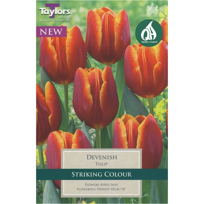 Flower Bulbs - 7 Tulip Devenish - image 2