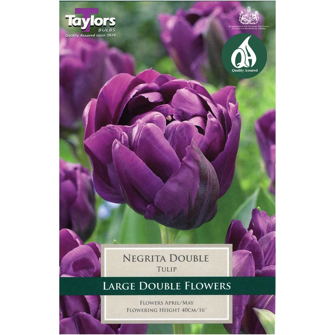 Flower Bulbs - 7 Tulip Negrita Double - image 2