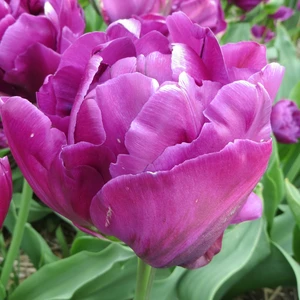Flower Bulbs - 7 Tulip Negrita Double - image 1